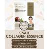 DERMAL Collagen Essence Facial Mask Sheet 23g Pack of 10 – Moisturizing & Firming, Anti Wrinkle, For Healthy Dewy Skin, Daily Skin Treatment Solution Sheet Mask(Snail)